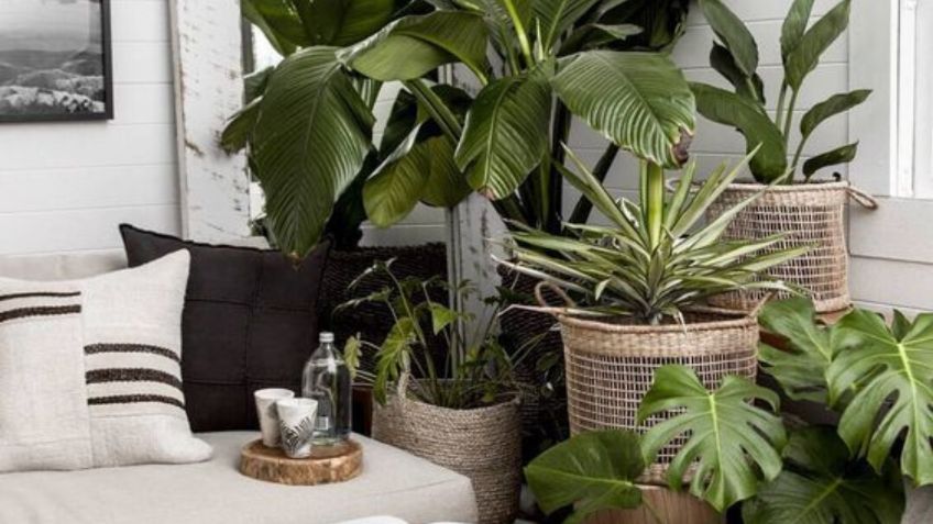 Un lujo: estas son las 5 plantas ideales para decorar tu casa