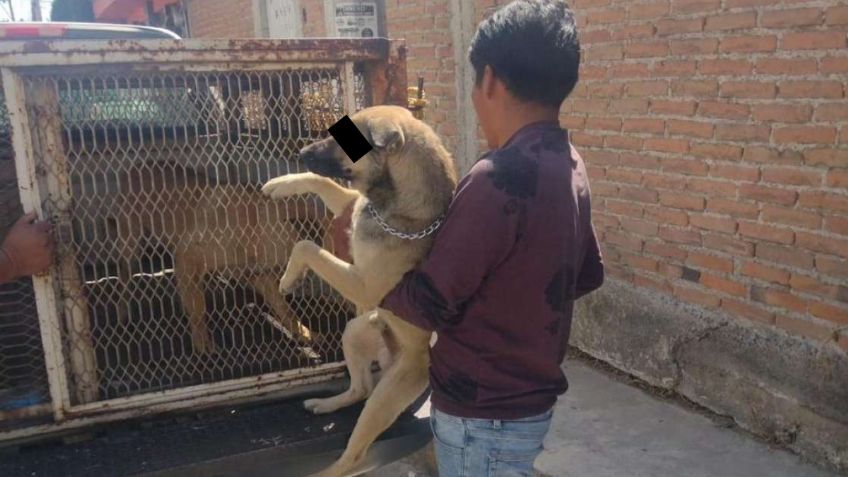 "Caen" perros por atacar a 2 jóvenes en calles de Metepec