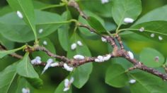 Di adiós a la cochinilla, este es el truco que usan los viveros para eliminarlas de las plantas