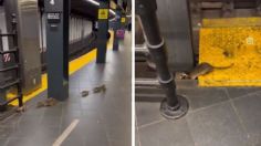 Captan intensa pelea de ratas gigantes en el metro de Nueva York: VIDEO