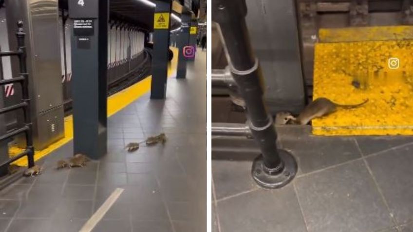 Captan intensa pelea de ratas gigantes en el metro de Nueva York: VIDEO