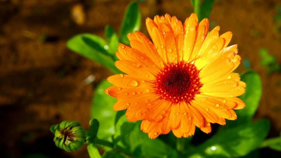 Esta flor tiene un repelente natural en sus pétalos.