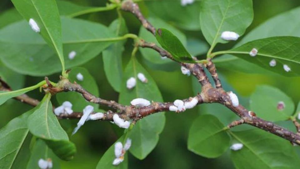 Di adiós a la cochinilla, este es el truco que usan los viveros para eliminarlas de las plantas