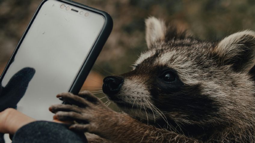 ¿Quieres tener un mapache como mascota? Esto es lo que debes tomar en cuenta