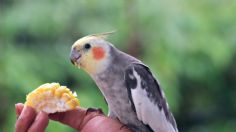 Cacatúas ninfas: cuidados esenciales para que se mantenga sana y hermosa