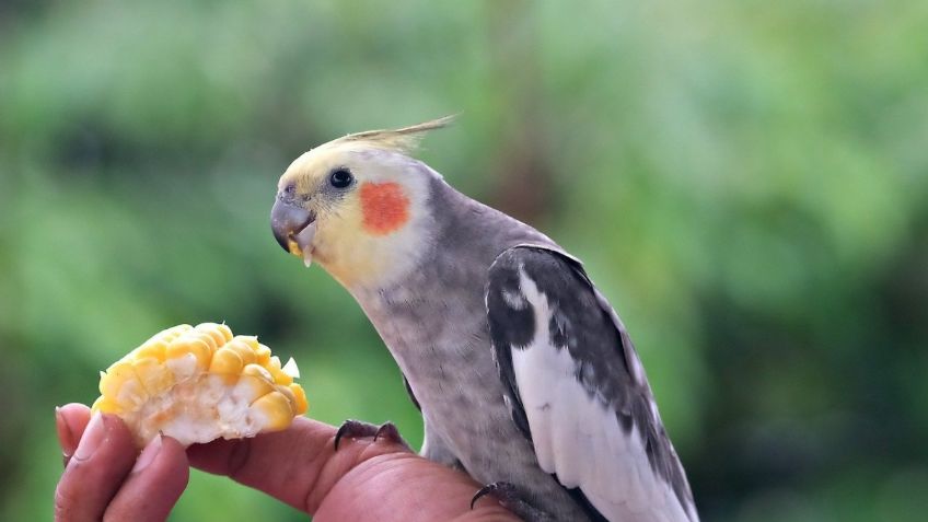 Cacatúas ninfas: cuidados esenciales para que se mantenga sana y hermosa