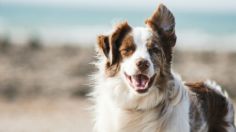 Esta es la raza de perros más inteligente del mundo, desbancó al border collie, según estudios