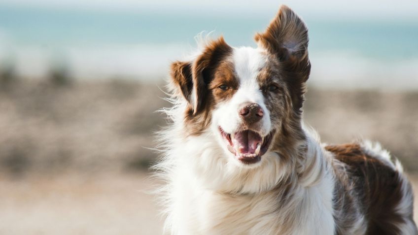 Esta es la raza de perros más inteligente del mundo, desbancó al border collie, según estudios