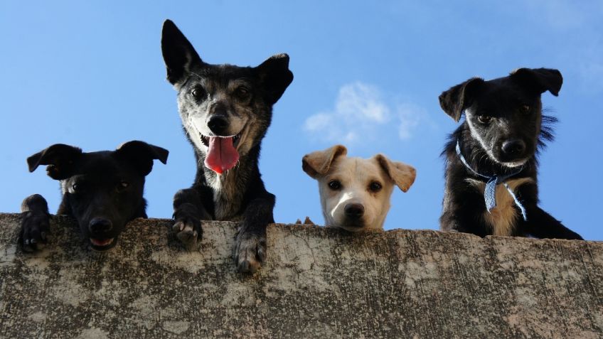 ¡Cuidado! este es el parásito en el agua que puede matar a los perritos