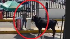 Capturan a toro que ingresó a la Universidad La Salle en Tlalpan