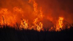 MAPA: estos son los estados con más incendios forestales en lo que va de 2024