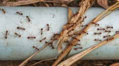 Di adiós a las hormigas con este truco secreto que los expertos jardineros usan para eliminarlas de tus plantas