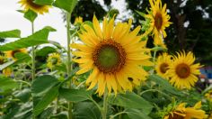 Este es el sitio perfecto en el baño para colocar semillas de girasol para tener abundancia y dinero