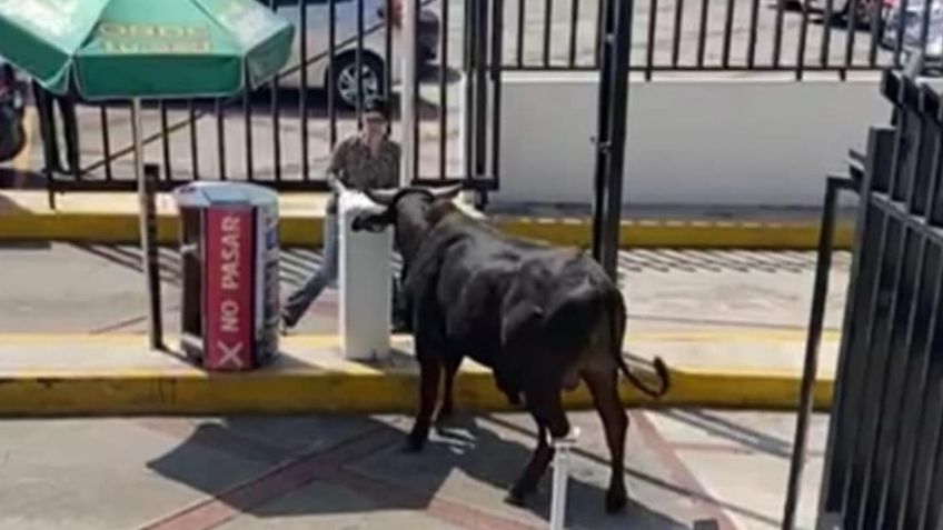 VIDEO | ¡Olé! Toro se mete a La Salle del Pedregal y desata pánico entre los estudiantes