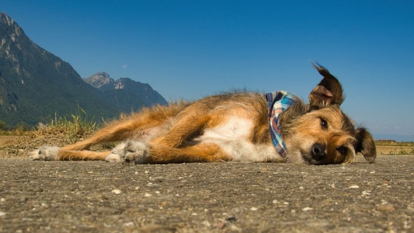 Altas temperaturas: ¿Qué perros son más propensos a un golpe de calor?