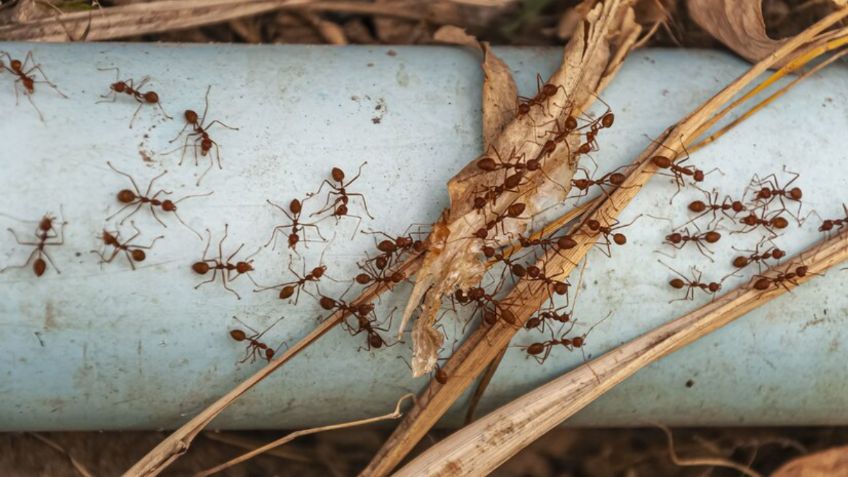 Di adiós a las hormigas con este truco secreto que los expertos jardineros usan para eliminarlas de tus plantas