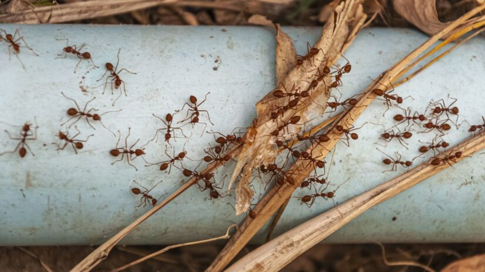 Las hormigas pueden llegar a dañar las plantas cuando se trata de una plaga.