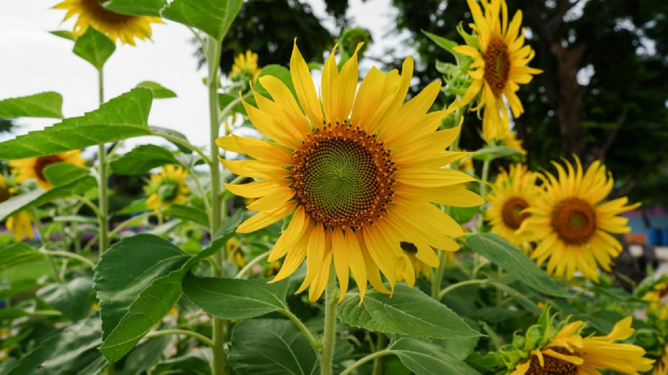 Una de las semillas más importantes para cuidar las energías es la de girasol debido a su signifcado.