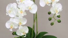 El truco que usan los jardineros profesionales para que las orquídeas estallen de flores