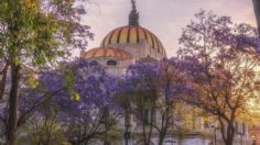 Los mejores spots para ver las hermosas jacarandas de primavera y tomarte fotos aesthetic