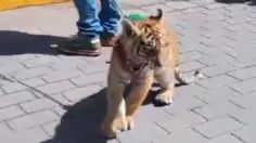 Captan a hombre paseando a cachorro de tigre en Hidalgo, ¿es legal tener animales exóticos en México?