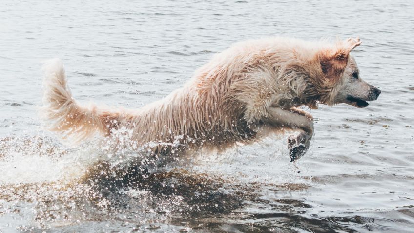 Hasta 30°C en CDMX: Cómo cuidar a tu perro para que no sufra un golpe de calor