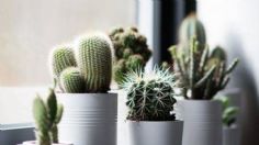 Cuál es la razón por la que no hay que poseer cactus en el dormitorio