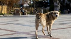 Detienen a hombre que mató a machetazos a un perrito en El Marqués, Querétaro