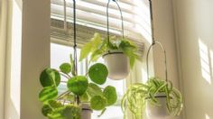 Plantas colgantes: ideas para decorar salas pequeñas con un toque boho