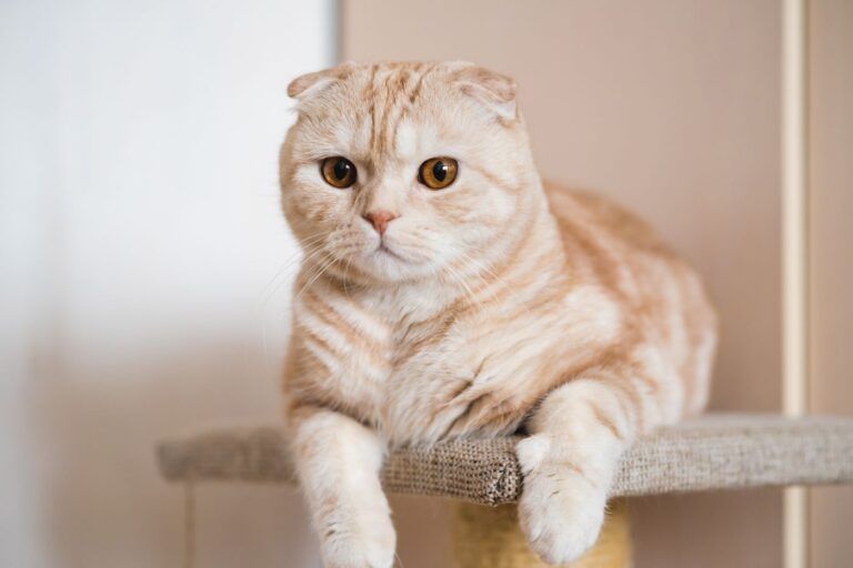  Scottish Fold 