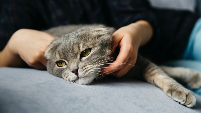 ¿Se le cae la cola a tu gato?, entiende por qué y cómo puedes ayudarlo