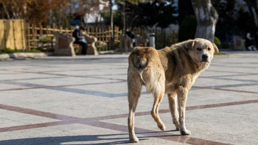 Detienen a hombre que mató a machetazos a un perrito en El Marqués, Querétaro