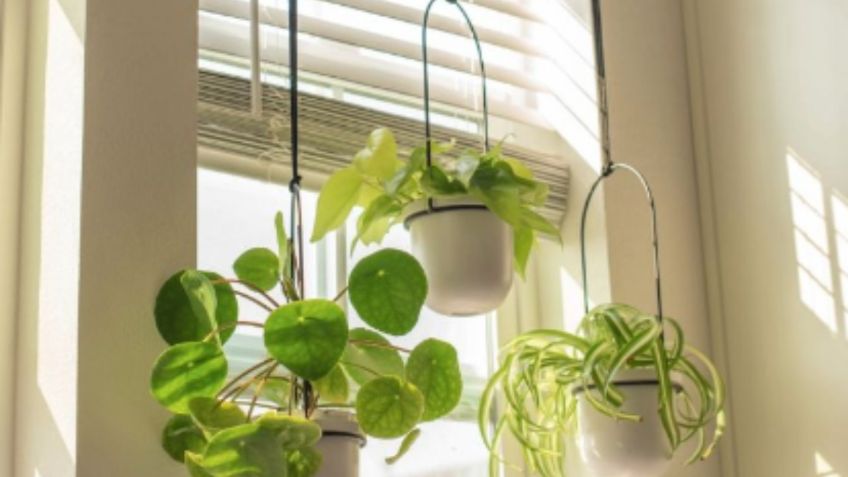 Plantas colgantes: ideas para decorar salas pequeñas con un toque boho