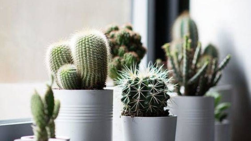 Cuál es la razón por la que no hay que poseer cactus en el dormitorio