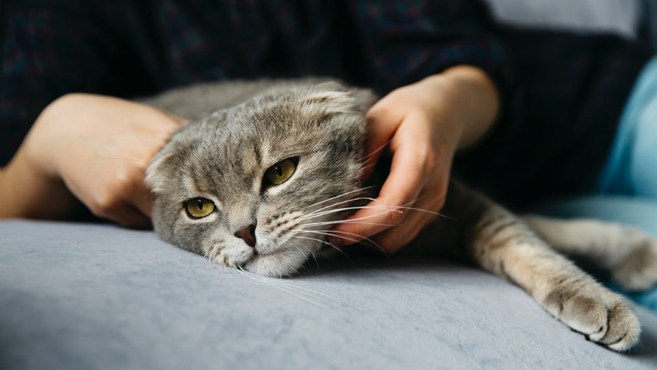 Ante cualquier comportamiento raro, acude a un veterinario.