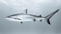 Aumento de ataques de tiburones, ¿una consecuencia humana y del cambio climático?