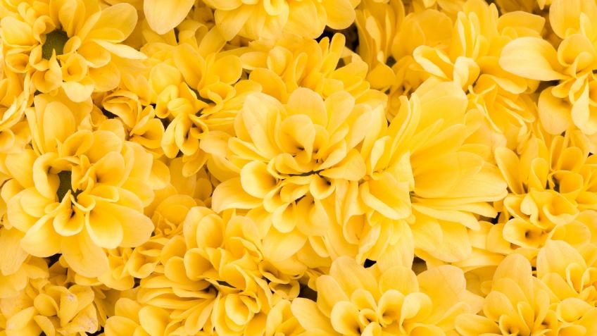 ¿Por qué se regalan flores amarillas el 21 de septiembre? Conoce la interesante razón detrás de la famosa costumbre