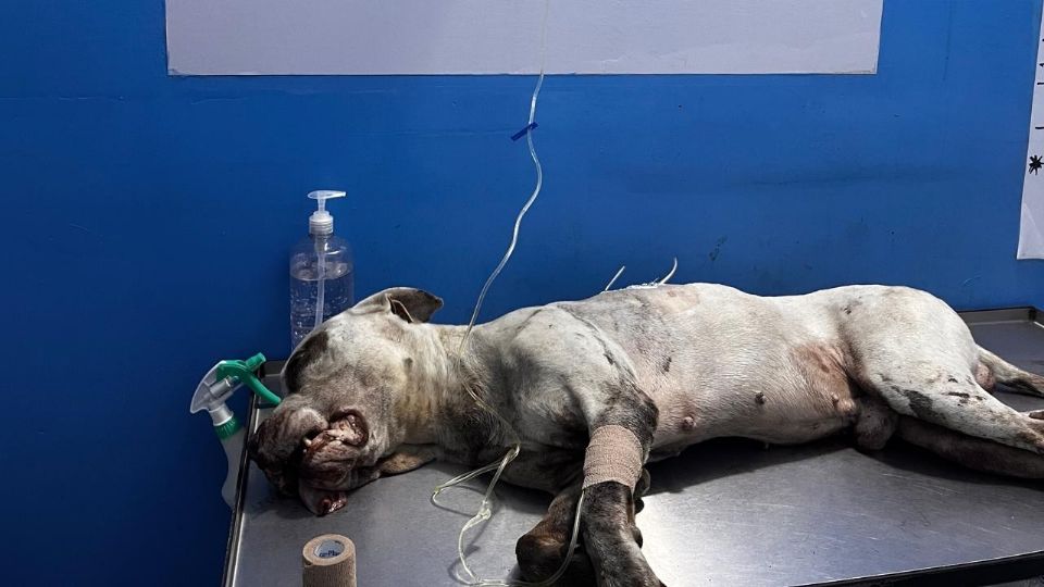 Randy durante su atención veterinaria