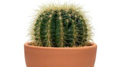 Aprende a trasplantar un cactus de forma sencilla en tu hogar