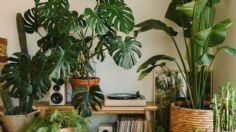 Estas son las plantas de interior ideales para convertir tu hogar en un oasis verde