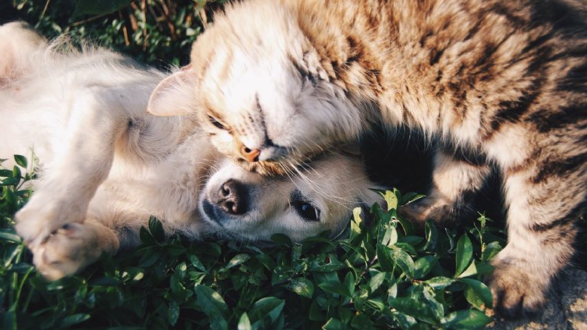 Puebla promulga reformas que castigan el abuso en animales