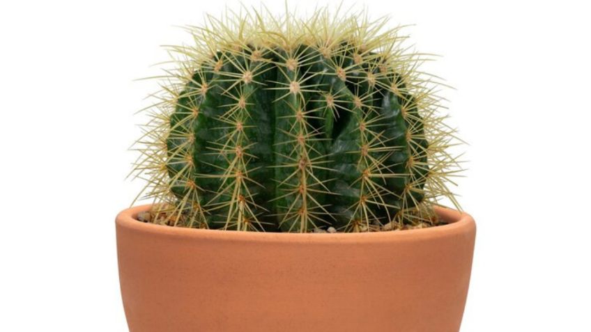 Aprende a trasplantar un cactus de forma sencilla en tu hogar