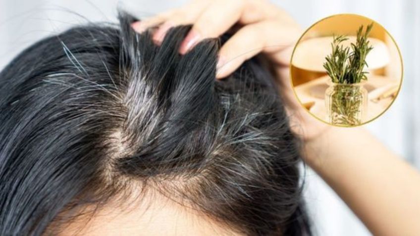 Aprende a aplicar el romero y vinagre para ocultar las canas de tu cabello