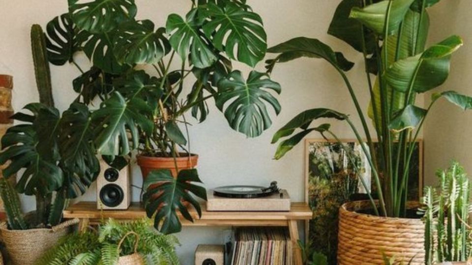 Estas son las plantas de interior ideales para convertir tu hogar en un oasis verde