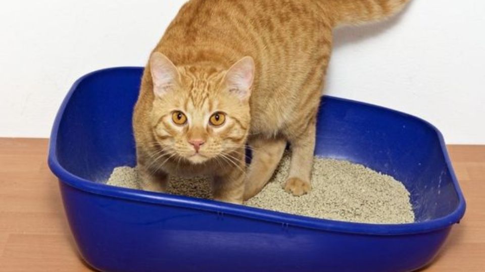 Este es el lugar secreto de la casa para colocar el arenero del gato que pocos conocen