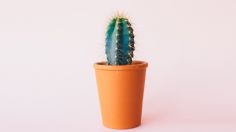 ¿Cómo hacer que mi cactus no se muera? Sencillo truco infalible