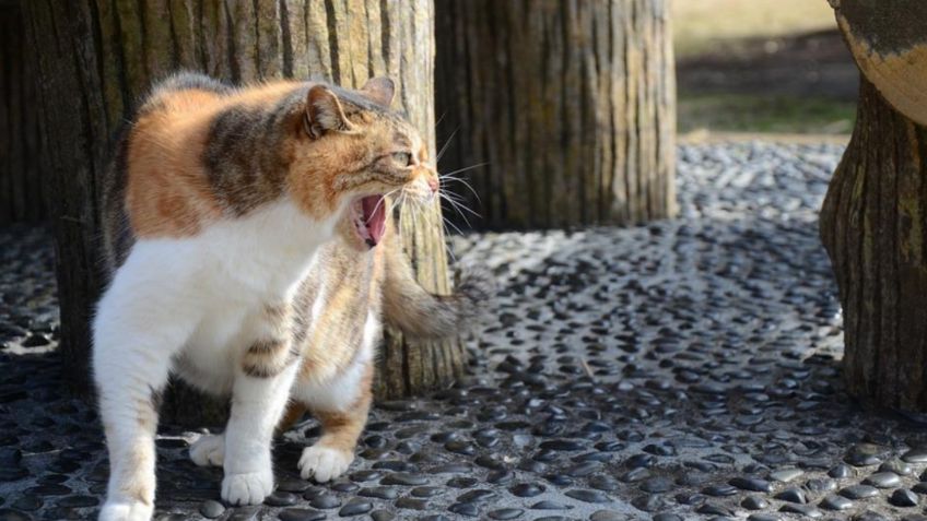 Rabia humana: Gato rabioso, el que infectó y causó muerte de hombre protector de animales