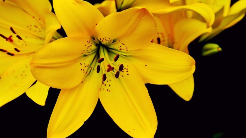 Estas son las bellas flores que no deben faltar en tu casa para que huela delicioso en primavera