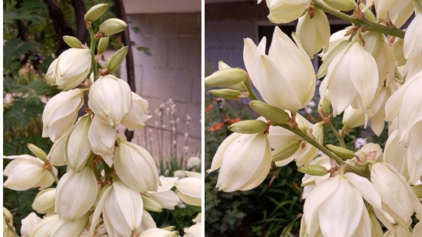 Cómo cuidar las chochas para que florezcan bellas en primavera