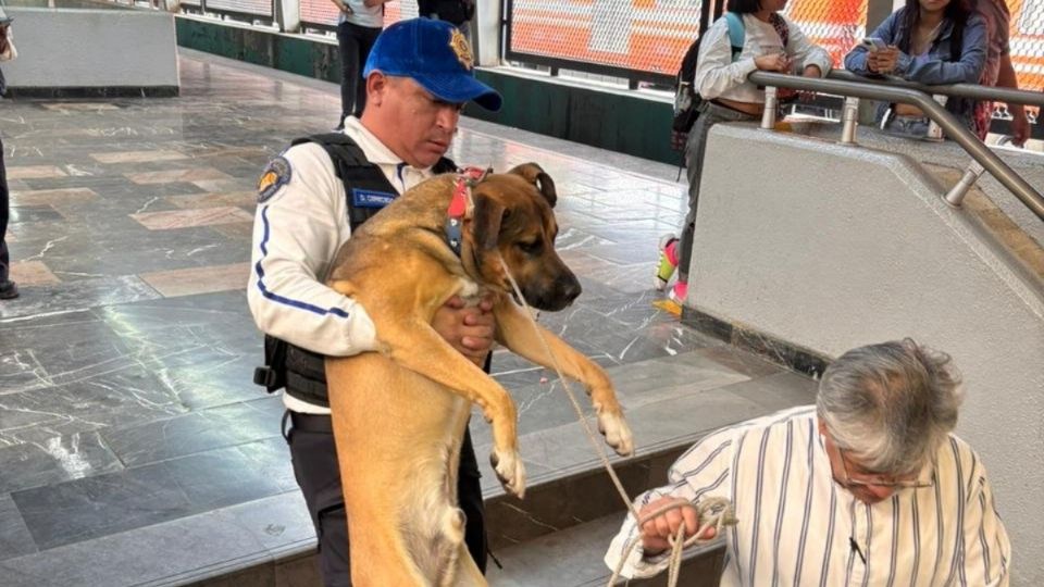 Policía carga a perro que fue rescatado en Línea 4